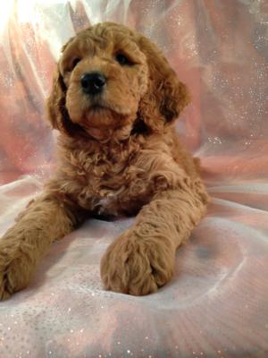 Dark Red Female F1b Labradoodle Puppy for Sale.  $750 